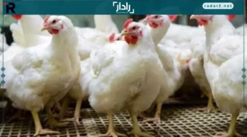 أسعار مفاجئة.. تعرف على تحديثات أسعار الدواجن والبيض الخميس 18 ديسمبر 2025